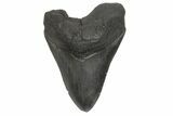 Fossil Megalodon Tooth - South Carolina #214689-1